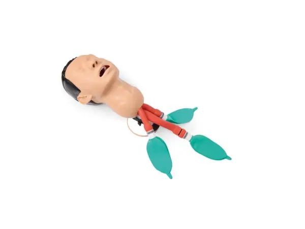 Airway Management Trainingsmodel
