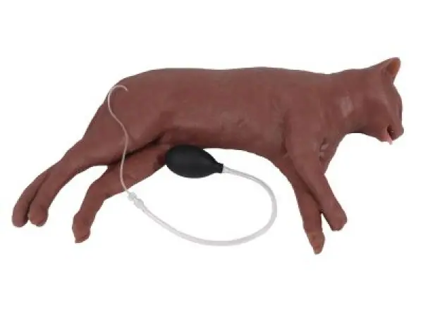Reanimatie Trainer Kat