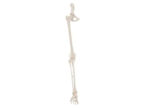 Beenskelet met flexibele voet