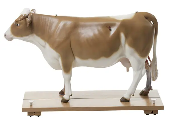 Anatomisch Model van een Koe