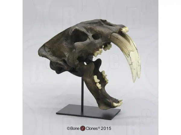 Smilodon Schedel (Deluxe Replica) – Tarpit Afwerking