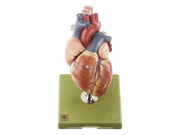 Vergroot Hartmodel Met Trachea en Slokdarm (5-delig)