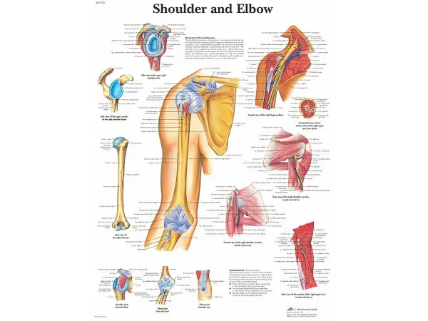 Anatomie Poster Schouder en Elleboog, papier