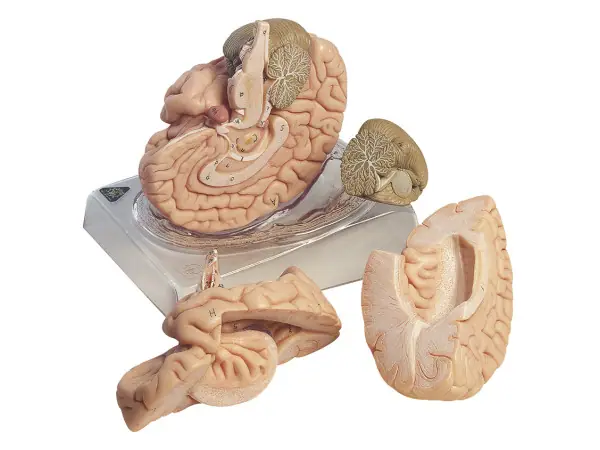 Anatomie Model Hersenen, 4-delig
