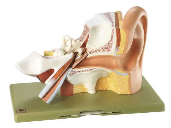 Anatomie model Oor, 3 x Vergroot