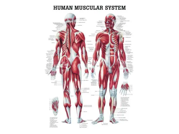 Anatomie Poster Spieren Gelamineerd, 70 x 100 cm