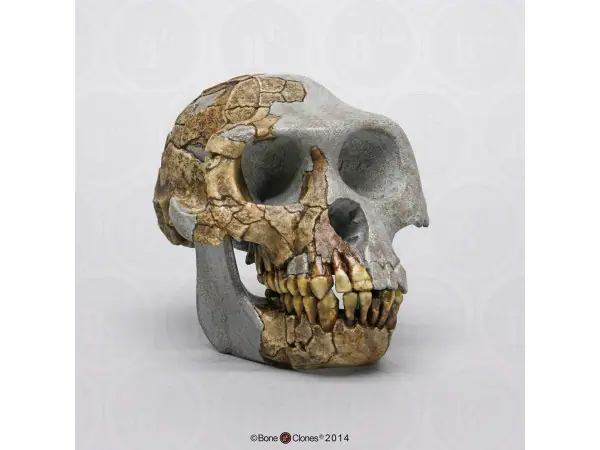 Ardipithecus ramidus Replica Schedel