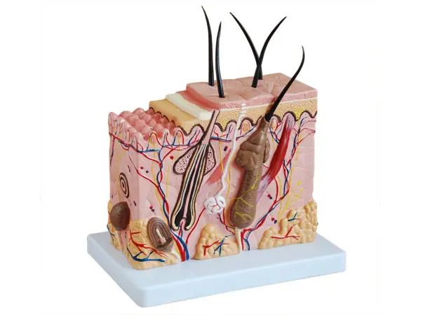 Anatomie Model Huid, Budget
