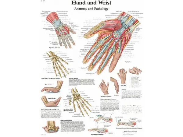 Anatomie Poster Hand en Pols, papier