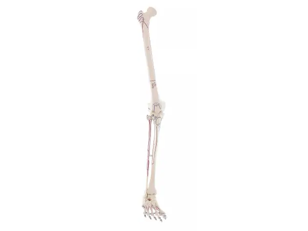 Beenskelet met spieraanduiding, zonder bekken