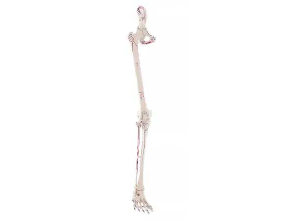 Beenskelet met flexibele voet en spieraanduiding