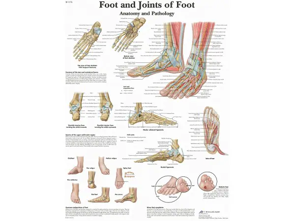 Anatomie Poster Voet en Enkel, papier