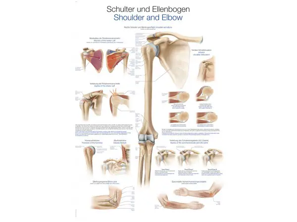 Wandplaat "Schulter und Ellenbogen - Shoulder and Elbow"