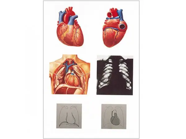 The heart I, anatomy wandplaat