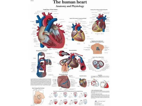 Anatomie Poster Hart, papier