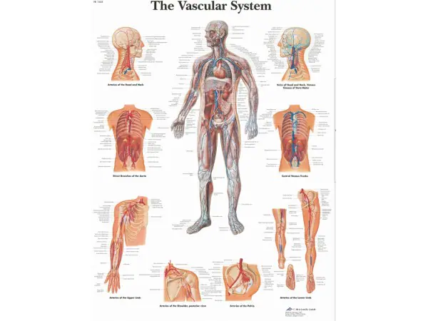 Anatomie Poster Vaatstelsel, gelamineerd