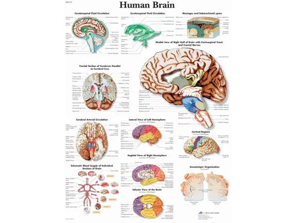Anatomie Poster Hersenen, papier