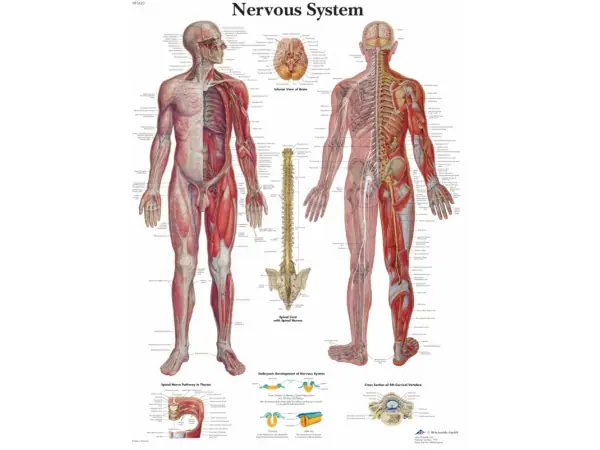 Anatomie Poster Zenuwstelsel, gelamineerd
