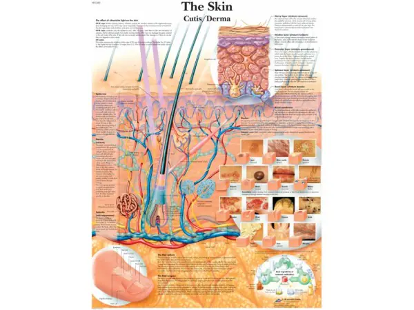 Anatomie Poster Huid, papier