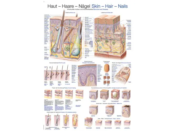 Wandplaat "Skin-Hair-Nails", 70x100cm