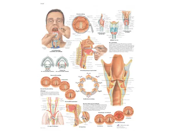 Anatomie Poster Larynx-strottenhoofd, papier