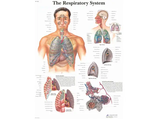 Anatomie Poster Ademhalingsstelsel, papier