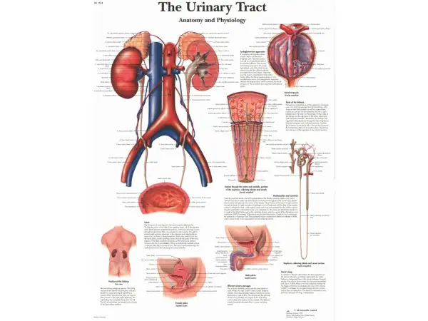 Anatomie Poster Urinair Systeem, papier