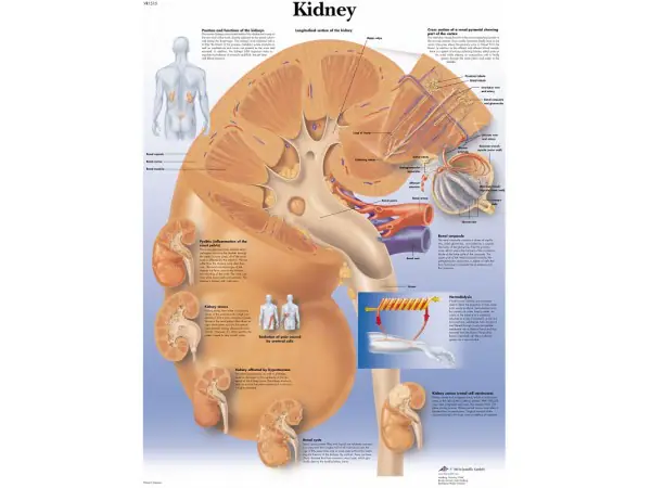 Anatomie Poster Nier, gelamineerd