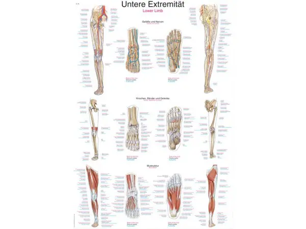 Anatomie Poster Benen