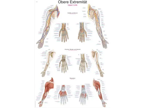 Anatomie Poster Armen