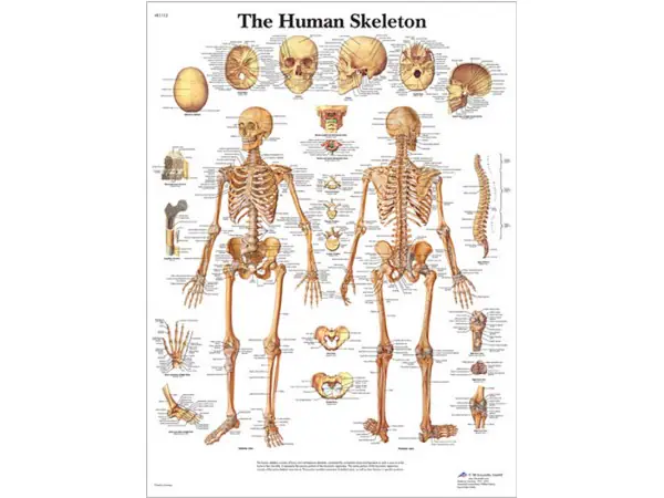 Anatomie Poster Skelet, papier