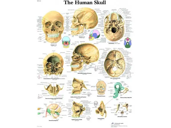 Anatomie Poster Schedel, papier