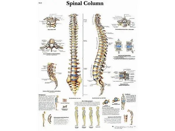Anatomie Poster Wervelkolom, gelamineerd