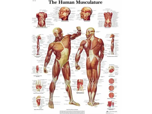 Anatomie Poster Spierstelsel, gelamineerd