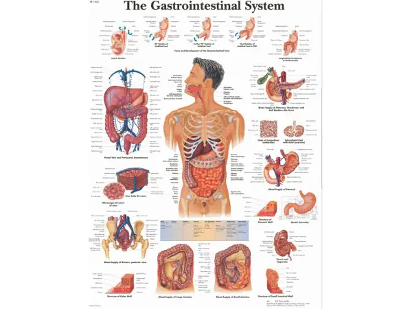 Anatomie Poster Maag-darmstelsel, papier