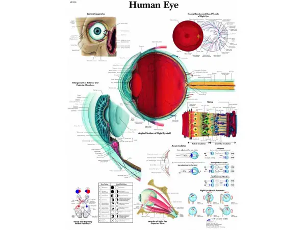 Anatomie Poster Oog, gelamineerd