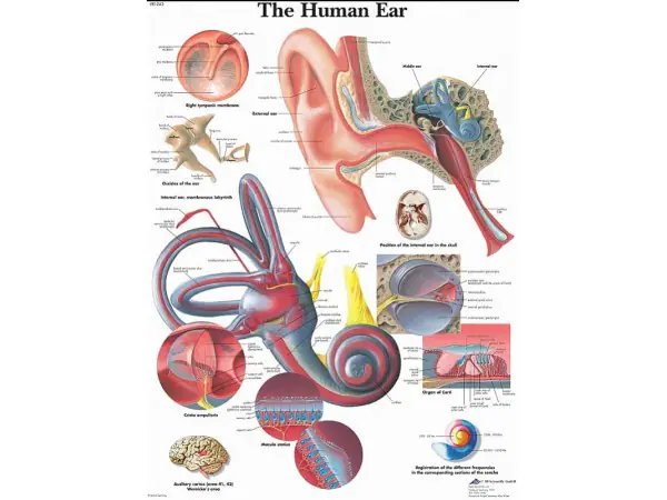 Anatomie Poster Oor, gelamineerd