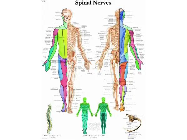 Anatomie Poster Spinale Zenuwen, gelamineerd