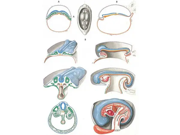 Embryology II