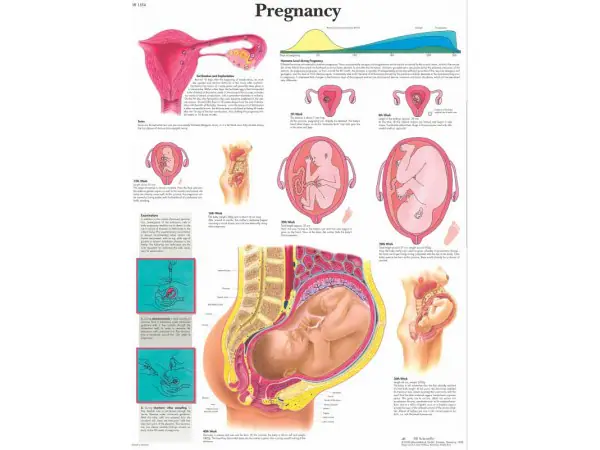 Anatomie Poster Zwangerschap, papier