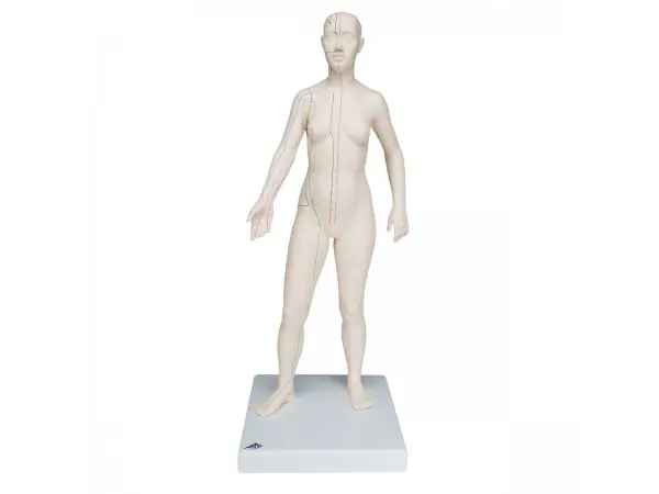 Acupunctuur Vrouw, deluxe