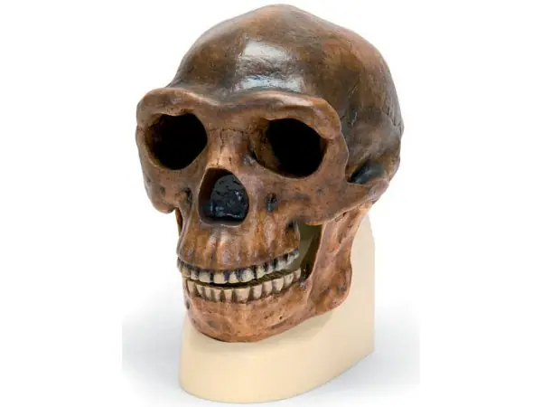 Antropologische schedel Sinanthropus