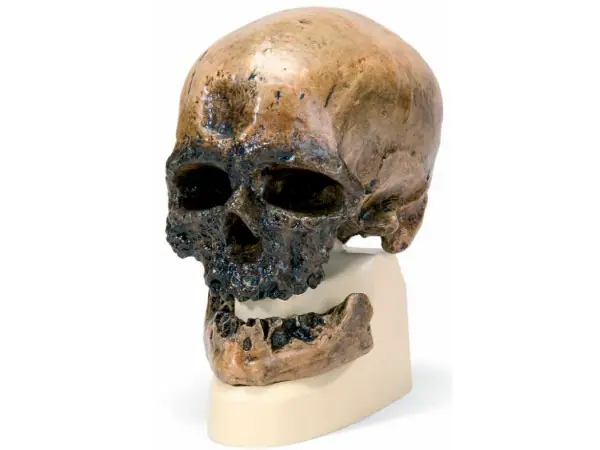 Antropologische Schedel Crô-Magnon