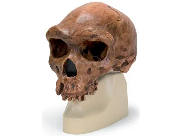Antropologische Schedel Broken Hill of Kabwe