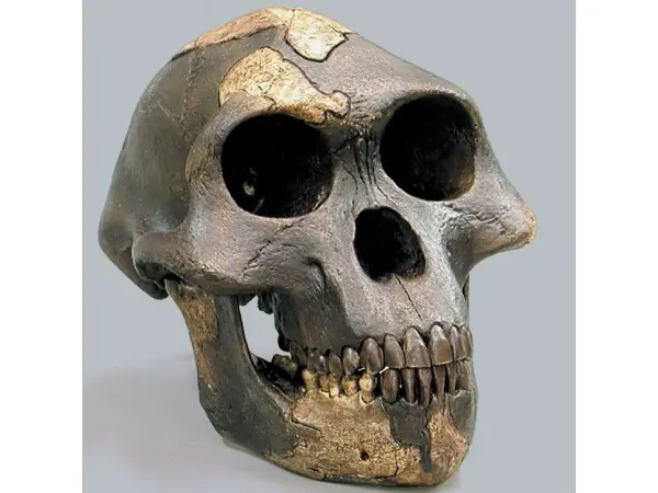 Australopithecus afarensis- "Lucy" - dark Skull