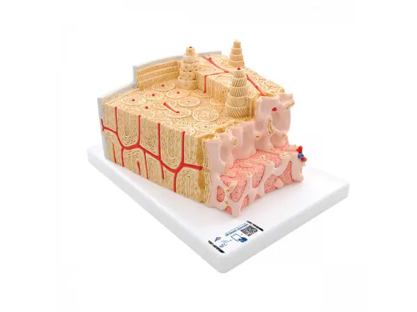 MicroAnatomie Botstructuur, 80x vergroot