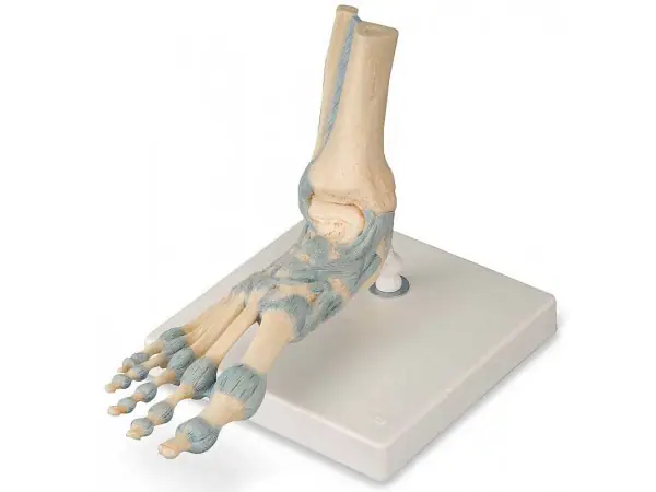 Voetskelet met ligamenten