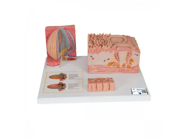Tong micro-anatomie model