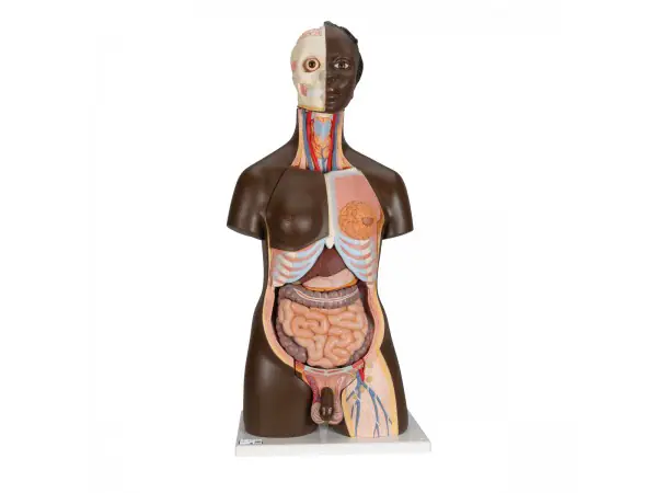 Man/vrouw torso Afrikaans, 24-delig rompmodel