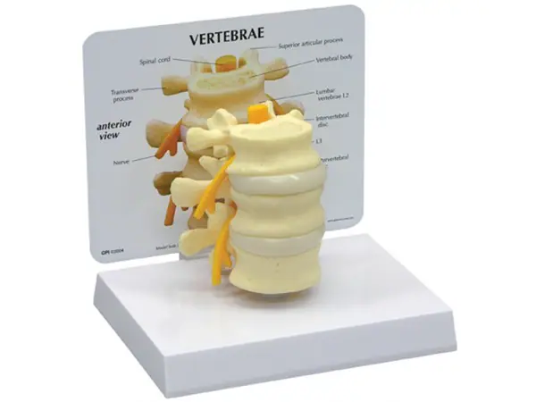 Basic vertebrae + info kaart